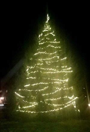 Large evergreen tree illuminated with lights
